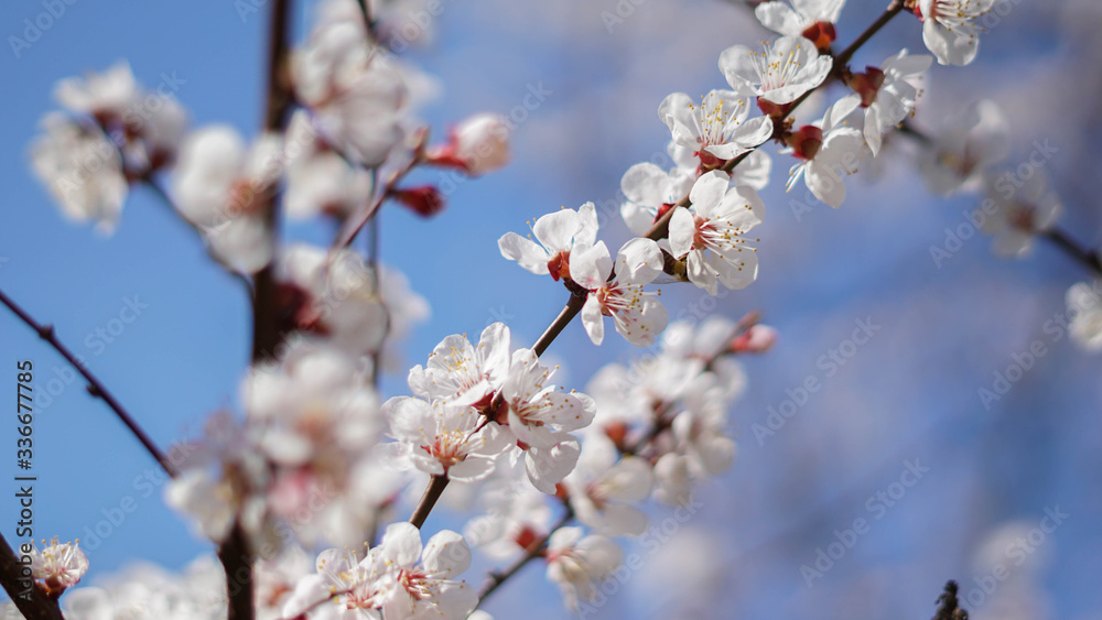beautiful flowers of apricot tree, spring and warm beautiful flowers of apricot tree, spring and warm