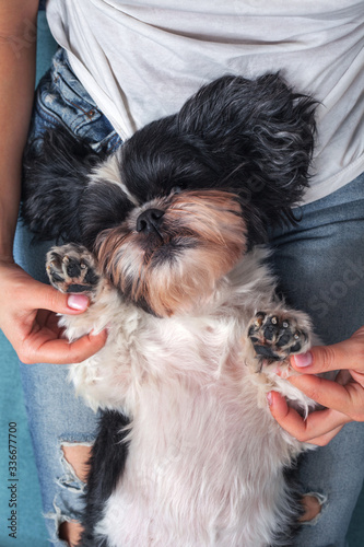 Funny cute dog is sitting on the couch in the girl's lap. Shih-tzu breed. pet. Homeliness.