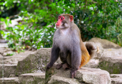A monkey sits on a stone in a park