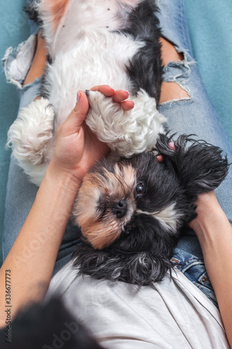 Funny cute dog is sitting on the couch in the girl's lap. Shih-tzu breed. pet. Homeliness.