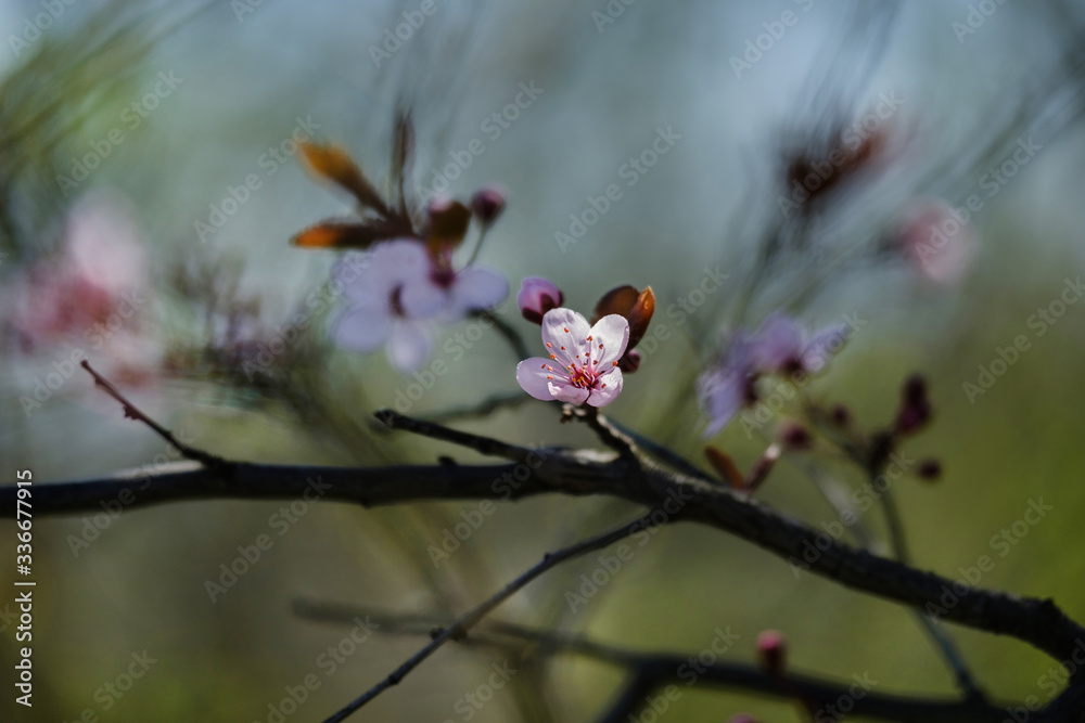 Beautiful pink flower on the colorful background. Spring flowers. Beautifully blossoming tree branch. Cherry - Sakura and sun with a natural colored background. Beautiful pink flower on the colorful background. Spring flowers. Beautifully blossoming tree branch. Cherry - Sakura and sun with a natural colored background.
