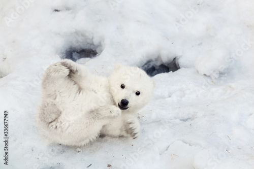 Little polar bear cub playing in snow