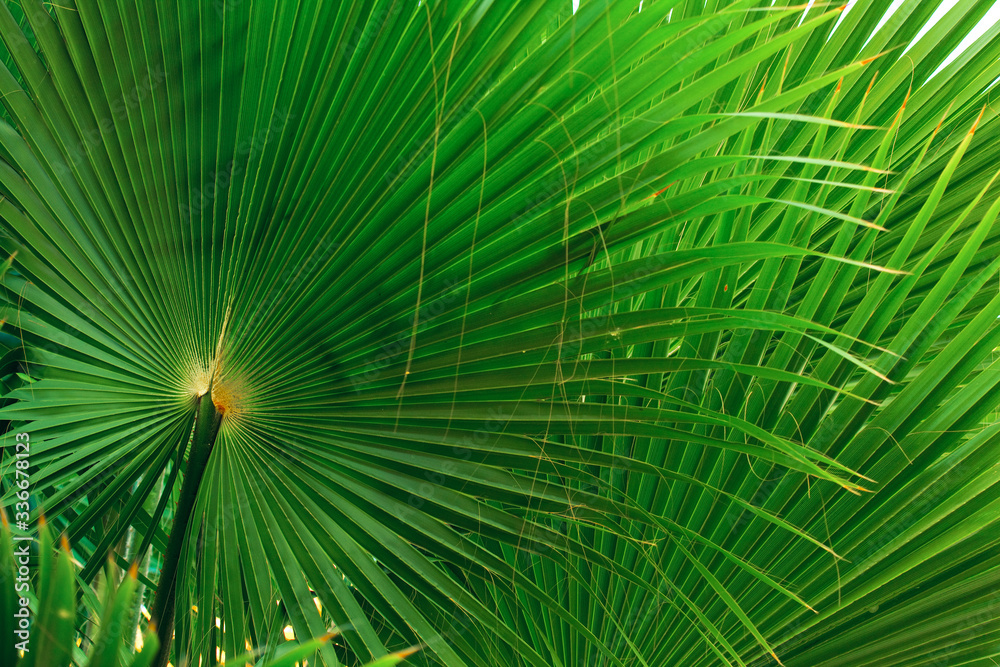 Fototapeta premium green long palm leaves background