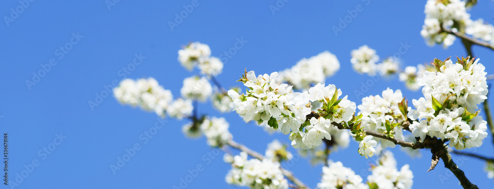 Cherry blossoms before blue sky, banner Cherry blossoms before blue sky, banner