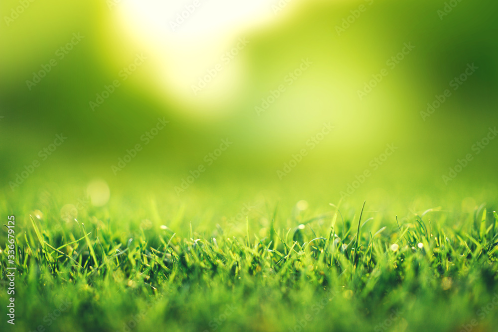 Spring and nature background concept, Closeup green grass field with blurred park and sunlight.