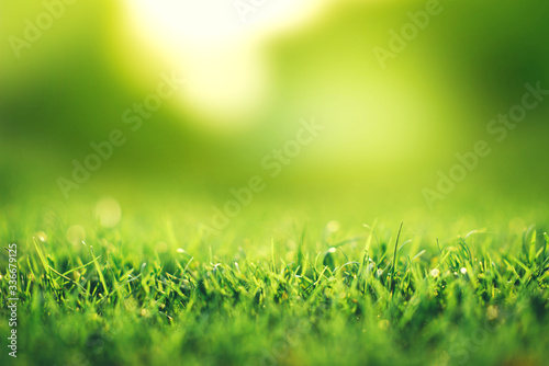 Spring and nature background concept, Closeup green grass field with blurred park and sunlight.