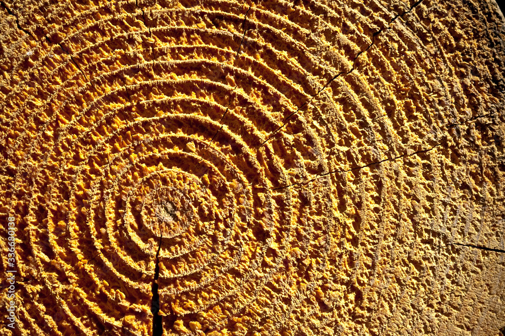 texture of crossed tree stump