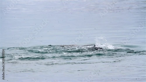 Walrus Young Swims in arctic Water, Svalbard photo