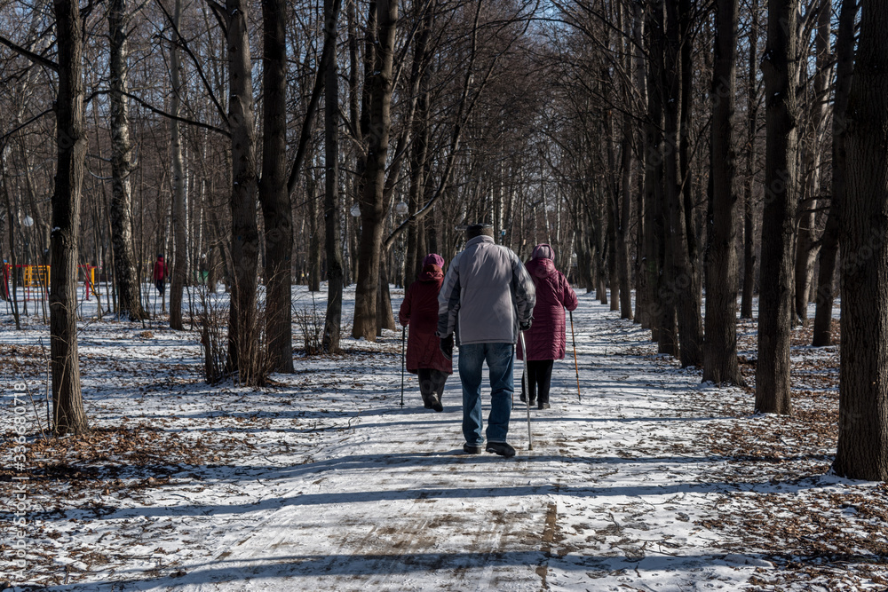 Elderly people walk together in the park in spring with ski poles, doing Swedish walking