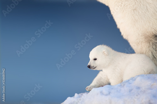 Картината върху платно Little polar bear cub in snow