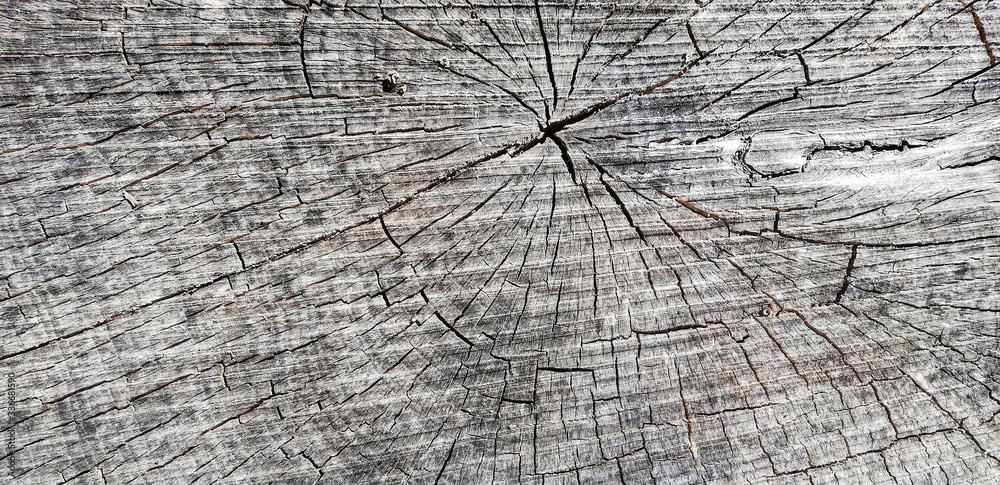 Fototapeta premium Wood texture of old cut tree trunk - wooden surface background 