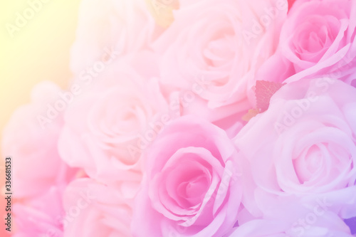 Blurred of Rose flowers blooming. in the pastel color style for background.