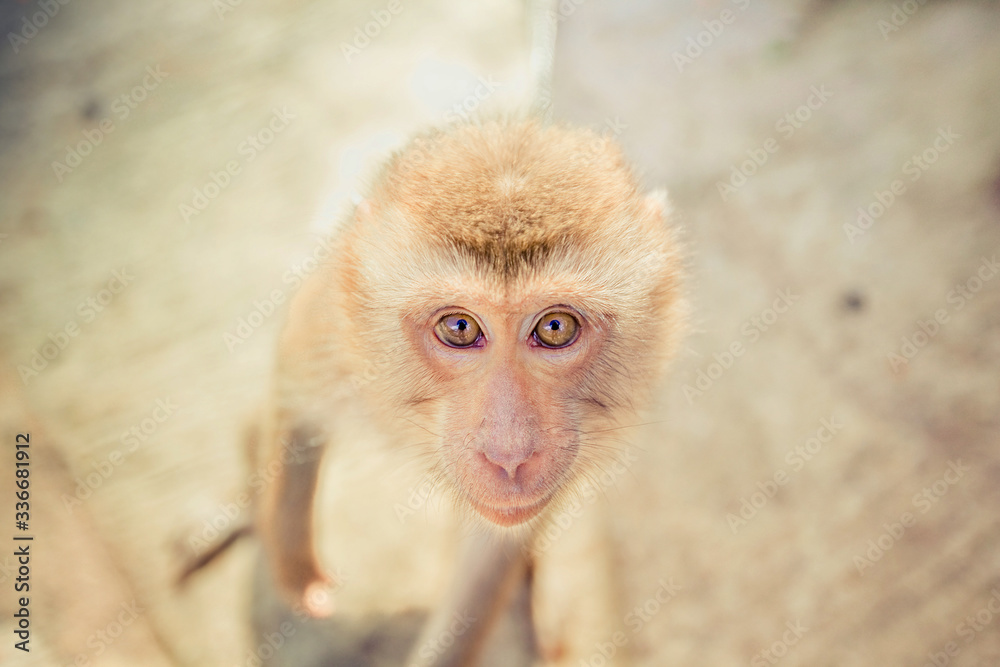 Naklejka premium face of monkey looking up