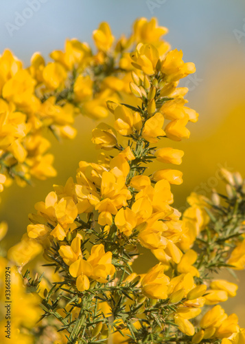 yellow flowers on blue background © Joe