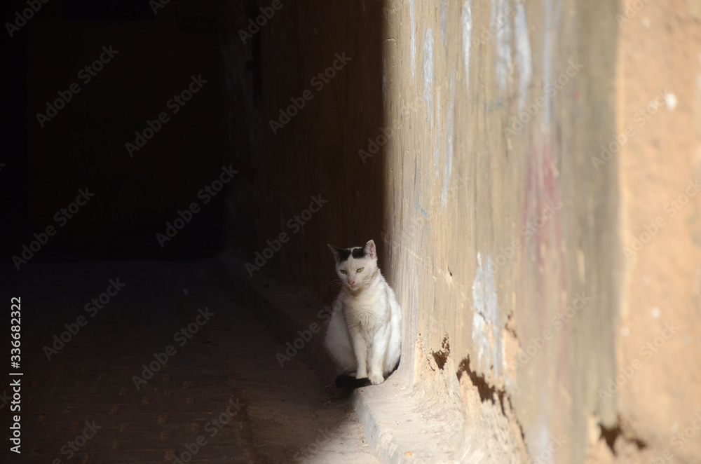 Cat resting at sunny side of the street of Fez.