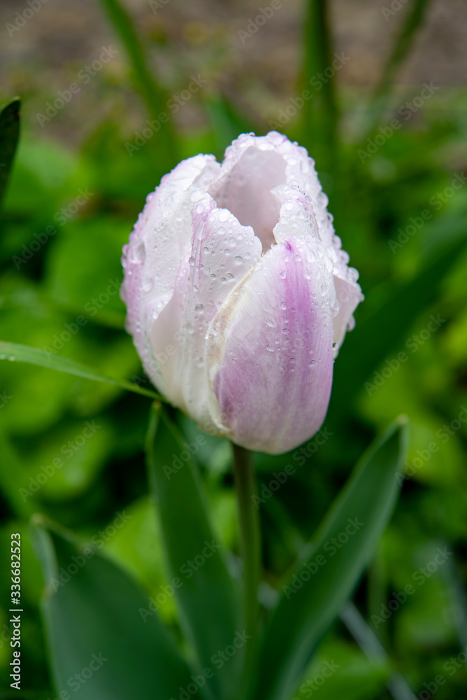 Fototapeta premium tulipe 01