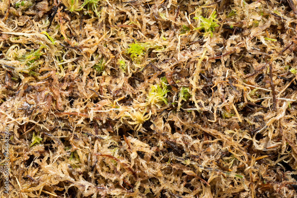 wet marsh sphagnum moss, for planting and fertilizing plants