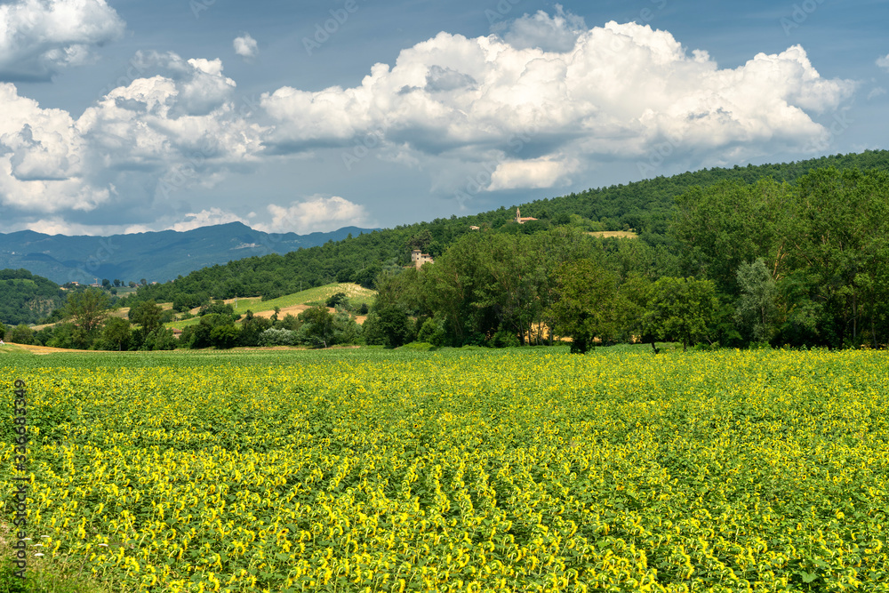Summer landscape near Lippiano, Umbria, Italy