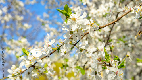 
Close-up of a white cherry blossom blooming in spring in the garden against the blue sky. Flowering trees in spring in Warsaw.