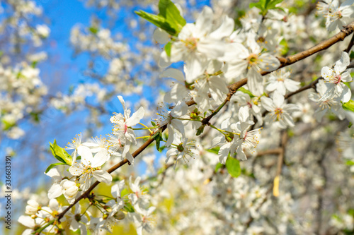  Close-up of a white cherry blossom blooming in spring in the garden against the blue sky. Flowering trees in spring in Warsaw.