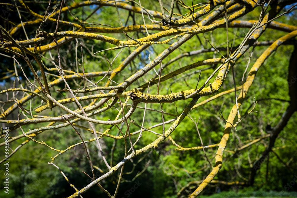 Obraz premium Parc Vallee aux Loups