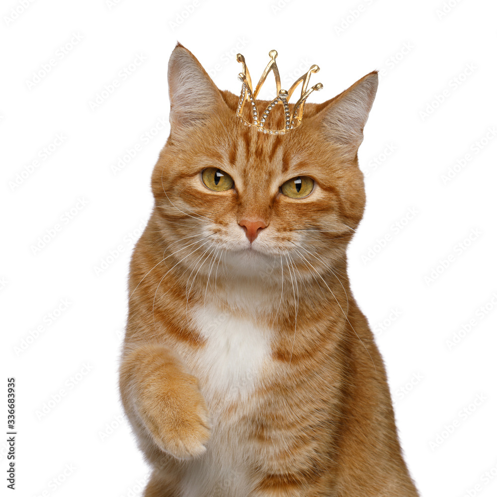 Portrait of Satisfied Red Cat with crown on head and taken his paw for kiss on Isolated white background Portrait of Satisfied Red Cat with crown on head and taken his paw for kiss on Isolated white background