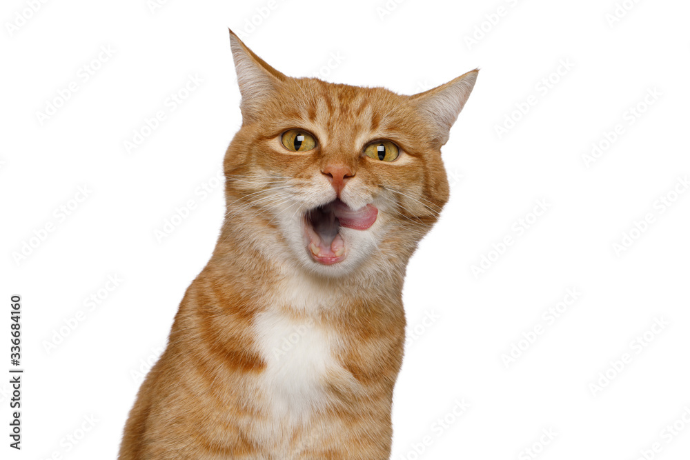 Portrait of Licking Ginger Cat, Looking in camera on Isolated white background, front view