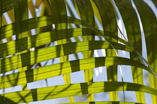Interleafed palm fronds, Key Largo, Florida Keys, Florida