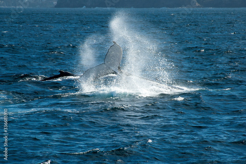 Sydney Australia,  humpback whale travelling north on annual migration