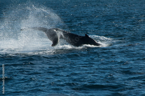 Sydney Australia, humpback whale powering through water on migration north