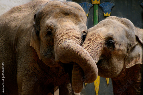 Photography Elephants hugging