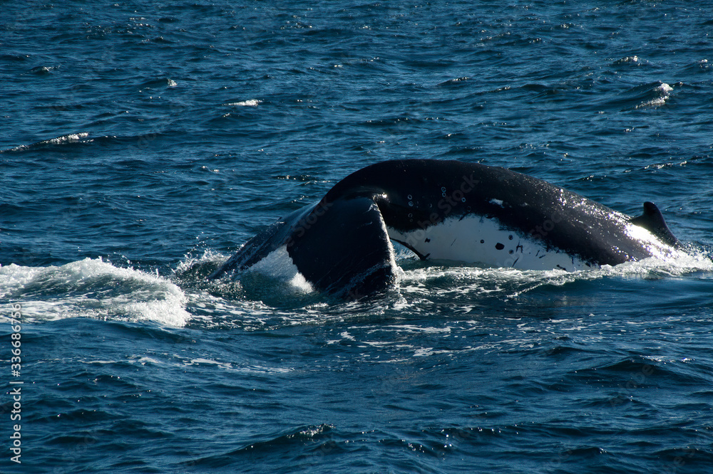 Sydney Australia, humpback whale diving with dorsal fin in sunshine Sydney Australia, humpback whale diving with dorsal fin in sunshine