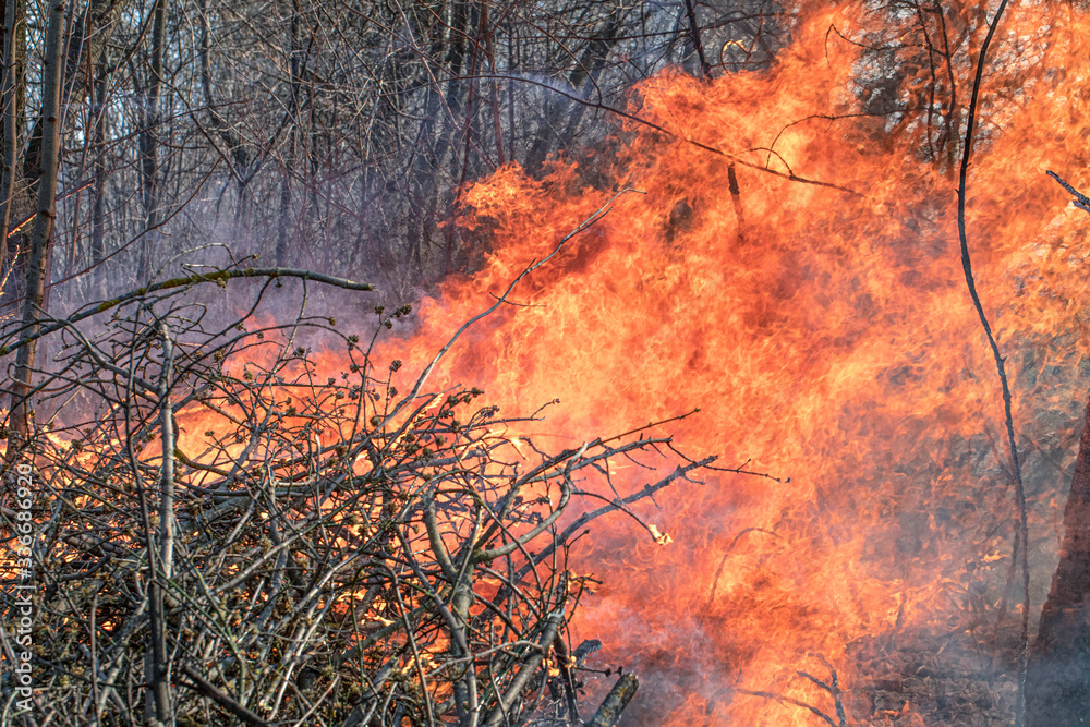 Fire on the outskirts of the forest. High flames. Fire on the outskirts of the forest. High flames.