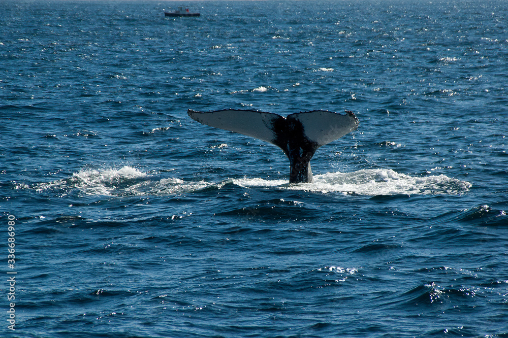 Fototapeta premium Sydney Australia, tail of humpback while whale watching 
