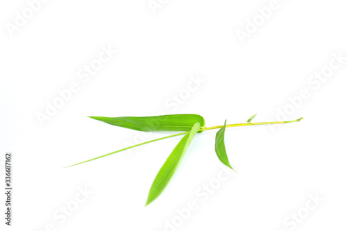 bamboo leaves on isolated, green leaf and dried leaf on isolate.