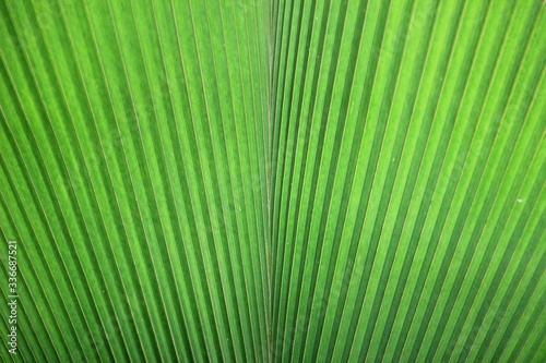 the texture of green palm leaf background