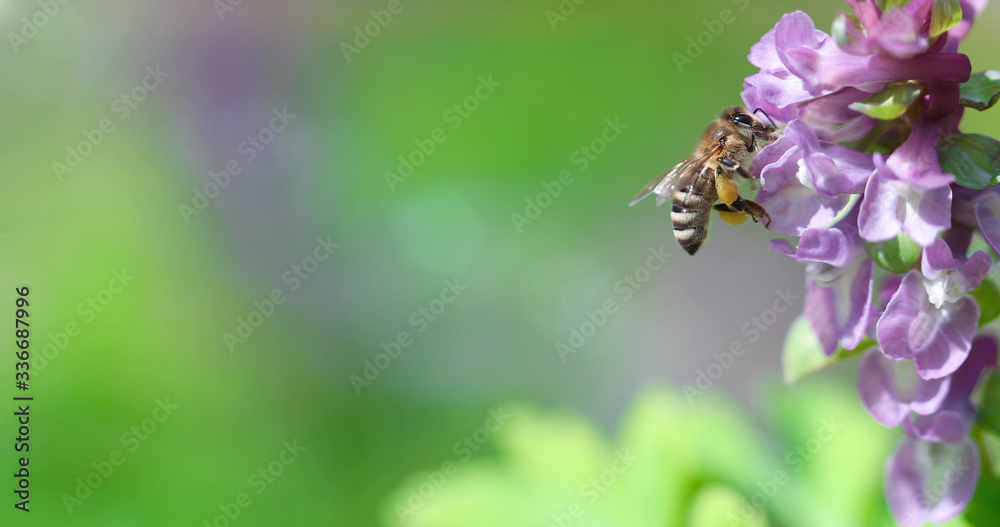 Bee collects nectar on Corydalis flowers Bee collects nectar on Corydalis flowers