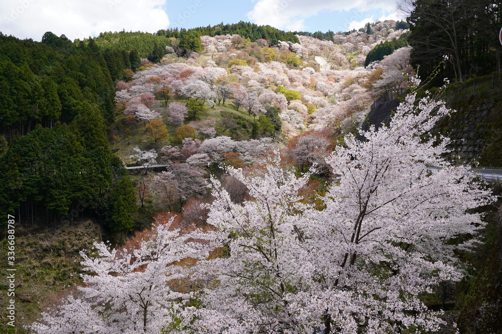 Obraz premium 桜