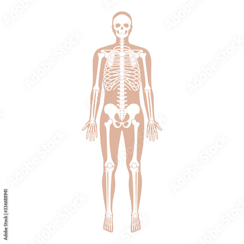 Human man skeleton anatomy
