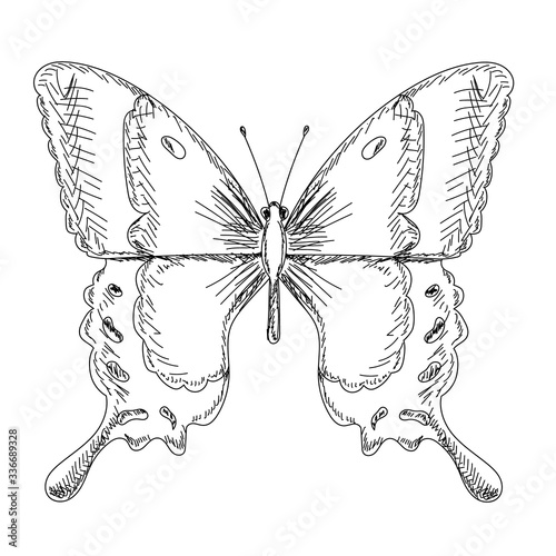 vector, isolated, insect butterfly sketch, contour with lines