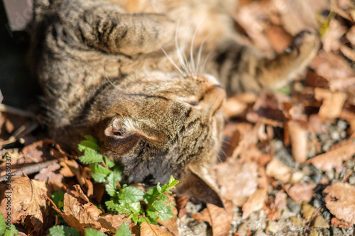 Cat In A Park