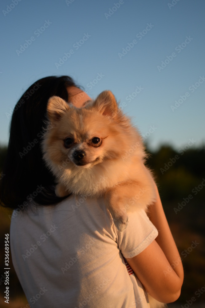 Obraz premium Dog enjoys warm weather