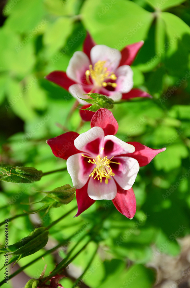 Aquilegia Crimson Star, Red flower with white corolla and yellow centre. 