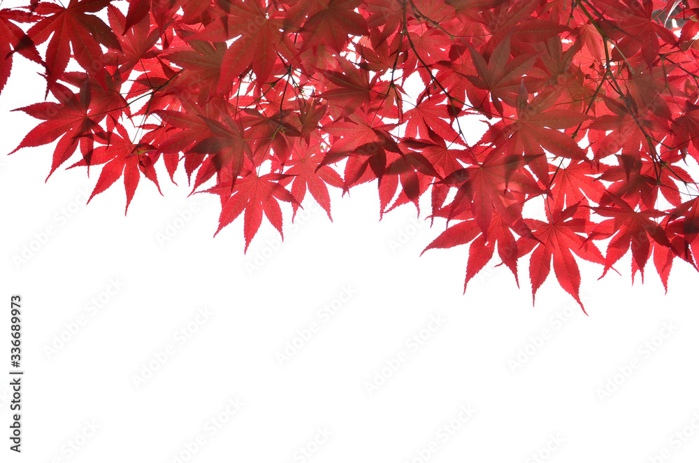 Red maple leaves on white background. Red maple leaves on white background.