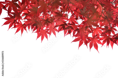 Red maple leaves on white background.