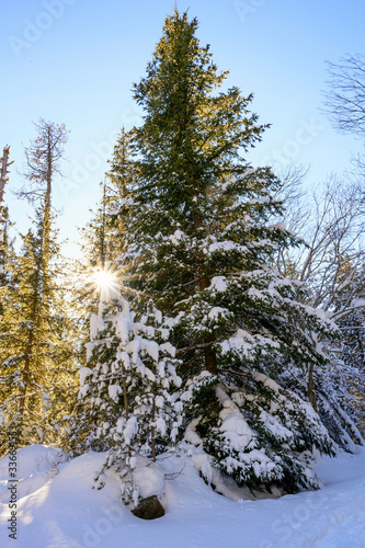 Wallpaper Mural Forêt de Font-romeu Torontodigital.ca