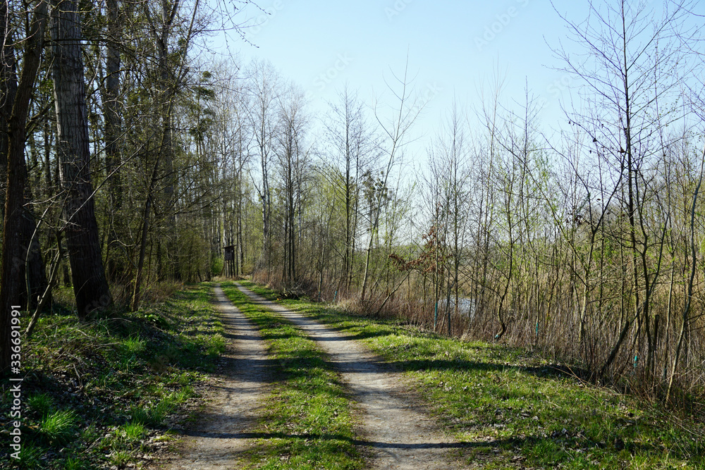 Waldweg in der Auenlandschaft, Wald, Natur, Erholungsgebiet, Spazieren gehen