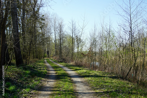Waldweg in der Auenlandschaft  Wald  Natur  Erholungsgebiet  Spazieren gehen
