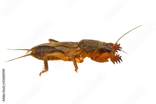 European mole cricket isolated on a white background.
