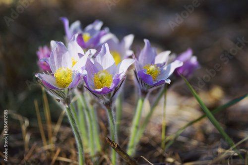Close-up view of beautiful pasque flowers blooming in springtime